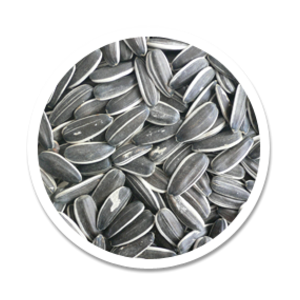 Sunflower seeds PNG-42947